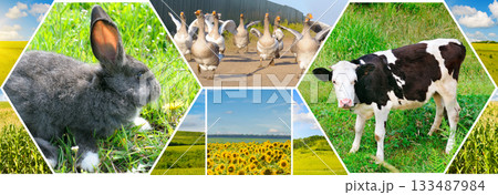 Farming and Agriculture Collage with Rabbit, Goslings, Calf, and Fields Farming and Agriculture Collage with Rabbit, Goslings, Calf, and Fields 133487984