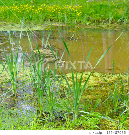 Lush Green Reeds and Duckweed on a Tranquil Swamp Pond 133487986