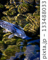 池で泳ぐ黒い鯉 133488033