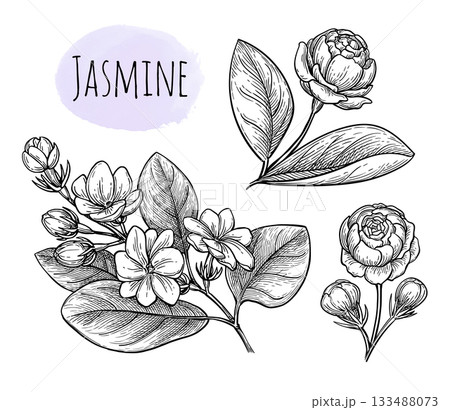 Jasmine Sambac collection of ink sketches. 133488073