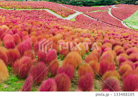 紅葉したコキア(茨城県 国営ひたち海浜公園) 133488105