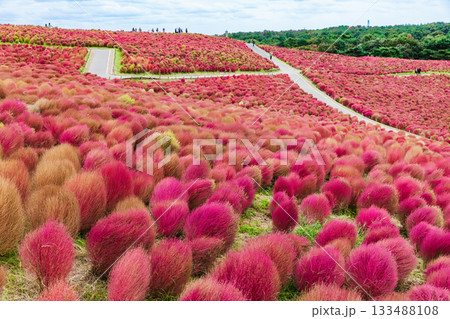 紅葉したコキア(茨城県 国営ひたち海浜公園) 紅葉したコキア(茨城県 国営ひたち海浜公園) 133488108