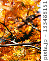オレンジ色の紅葉 133488151