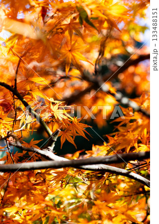 オレンジ色の紅葉 オレンジ色の紅葉 133488151