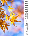 黄色いもみじ 133488153