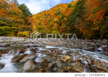 山梨県山梨市三富川浦　西沢渓谷二俣吊橋付近の笛吹川の流れと紅葉の景色 133488301