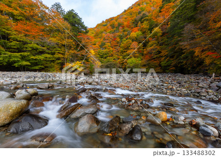 山梨県山梨市三富川浦　西沢渓谷二俣吊橋付近の笛吹川の流れと紅葉の景色 133488302