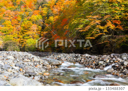 山梨県山梨市三富川浦 西沢渓谷二俣吊橋付近の笛吹川の流れと紅葉の景色 山梨県山梨市三富川浦 西沢渓谷二俣吊橋付近の笛吹川の流れと紅葉の景色 133488307