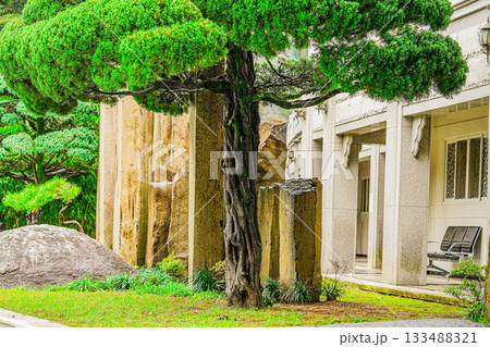 Korean pine. Pinus Koraiensis Plant Growing in The Garden in Korea Korean pine. Pinus Koraiensis Plant Growing in The Garden in Korea 133488321