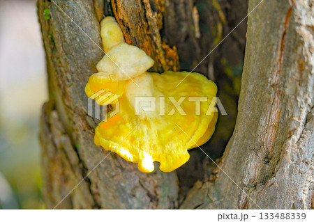 Chicken of the Woods, Sulphur Shelf mushroom Laetiporus sulphureus Chicken of the Woods, Sulphur Shelf mushroom Laetiporus sulphureus 133488339