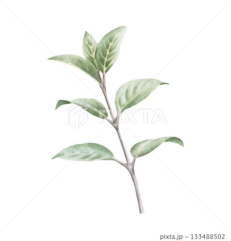 Watercolor hand drawn illustration of branch with leaves, isolated on white background. For design and prints 133488502