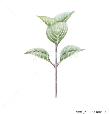 Watercolor hand drawn illustration of branch with leaves, isolated on white background. For design and prints 133488503