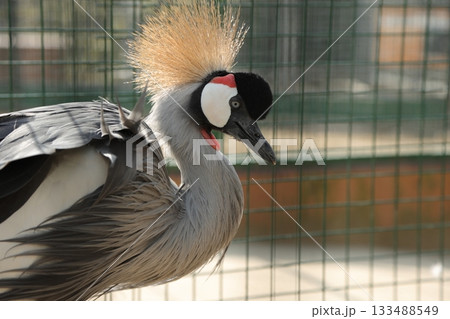 香川県 白鳥動物園 カンムリヅル 133488549