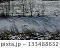 雪の積もった河川敷に車の通った跡が残ってどこまでも続いている。 133488632