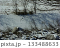 雪の積もった河川敷に車の通った跡が残ってどこまでも続いている。 133488633