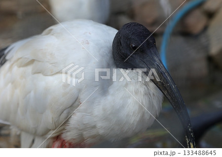 香川県 白鳥動物園 クロトキ 133488645