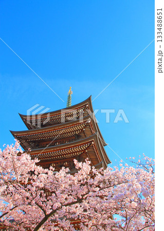 愛知県名古屋市、覚王山日泰寺五重塔と桜の風景 愛知県名古屋市、覚王山日泰寺五重塔と桜の風景 133488651