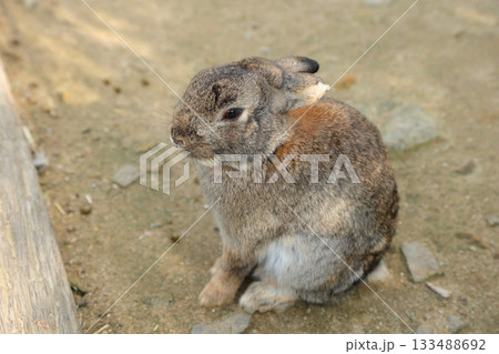 香川県 白鳥動物園 ウサギ 133488692