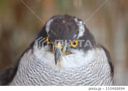 香川県 白鳥動物園 オオタカ 133488694