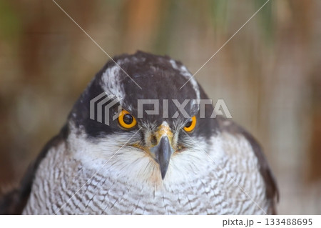 香川県 白鳥動物園 オオタカ 香川県 白鳥動物園 オオタカ 133488695