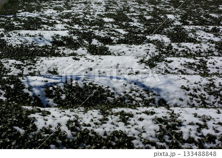 冬の岐阜県池田町では雪が薄っすらと積もった茶畑が見られます。 133488848