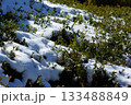 冬の岐阜県池田町では雪が薄っすらと積もった茶畑が見られます。 133488849