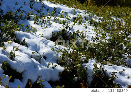 冬の岐阜県池田町では雪が薄っすらと積もった茶畑が見られます。 冬の岐阜県池田町では雪が薄っすらと積もった茶畑が見られます。 133488849