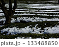 冬の岐阜県池田町では雪が薄っすらと積もった茶畑が見られます。 133488850
