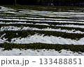 冬の岐阜県池田町では雪が薄っすらと積もった茶畑が見られます。 133488851