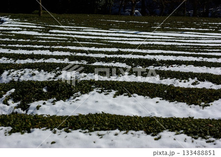 冬の岐阜県池田町では雪が薄っすらと積もった茶畑が見られます。 冬の岐阜県池田町では雪が薄っすらと積もった茶畑が見られます。 133488851