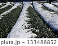 冬の岐阜県池田町では雪が薄っすらと積もった茶畑が見られます。 133488852