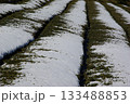 冬の岐阜県池田町では雪が薄っすらと積もった茶畑が見られます。 133488853