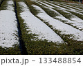 冬の岐阜県池田町では雪が薄っすらと積もった茶畑が見られます。 133488854