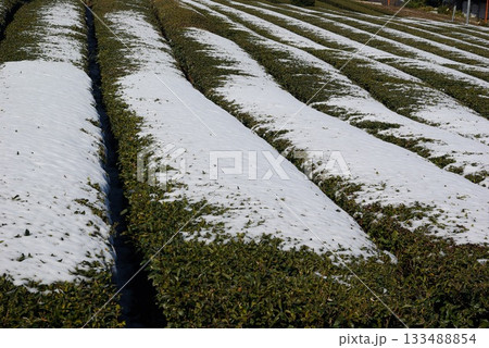 冬の岐阜県池田町では雪が薄っすらと積もった茶畑が見られます。 133488854