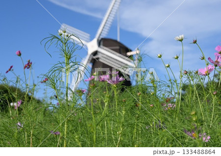 コスモスと風車 133488864