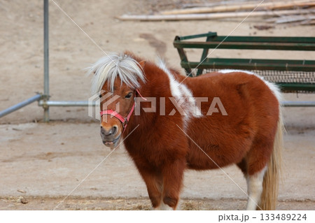 香川県 白鳥動物園 ポニー 133489224