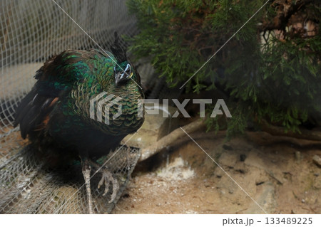 香川県 白鳥動物園 マクジャク 133489225