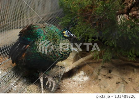 香川県 白鳥動物園 マクジャク 133489226
