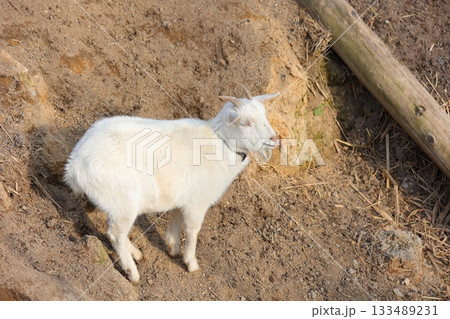 香川県 白鳥動物園 ヤギ 133489231