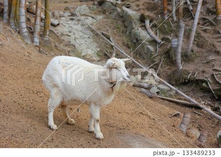 香川県 白鳥動物園 ヤギ 香川県 白鳥動物園 ヤギ 133489233