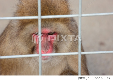 香川県 白鳥動物園 ニホンザル 香川県 白鳥動物園 ニホンザル 133489275