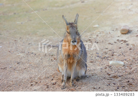 香川県 白鳥動物園 マーラ 133489283