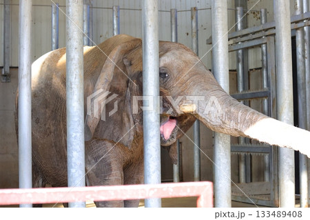 香川県 白鳥動物園 ゾウ 香川県 白鳥動物園 ゾウ 133489408