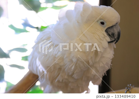 香川県 白鳥動物園 タイハクオウム 香川県 白鳥動物園 タイハクオウム 133489410