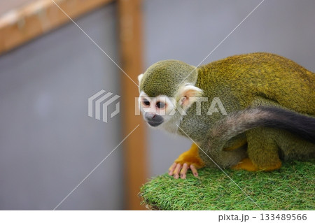 香川県 白鳥動物園 リスザル 133489566