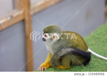 香川県 白鳥動物園 リスザル 133489568