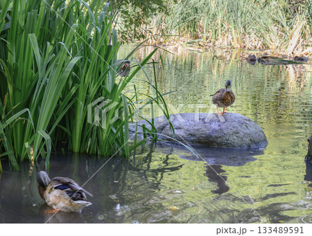 Duck on a lake overgrown with lush vegetation, with wavy reflections 133489591