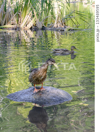 The duck got out on a stone sticking out of the water on the lake 133489595