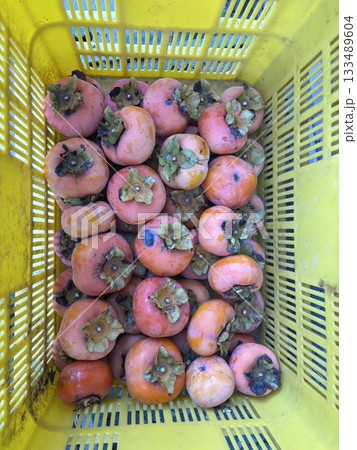 秋になり自宅で収穫した柿がコンテナに複数個並んでいる 133489604