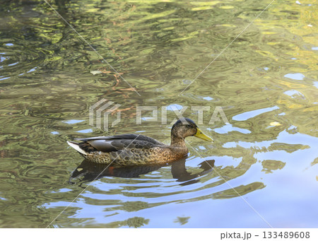 Duck swimming on a lake with wavy reflections 133489608